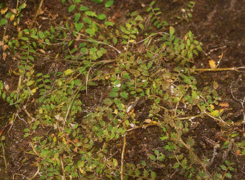 Image de Lobelia perpusilla Hook. fil.