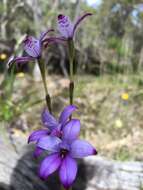 Image of Purple enamel orchid