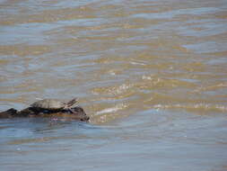 Image of William’s South-American Side-necked Turtle