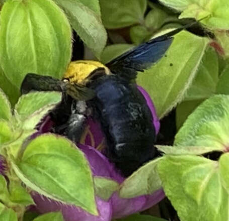 Image of Xylocopa minor Maidl 1912