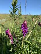 Image of Vicia eriocarpa