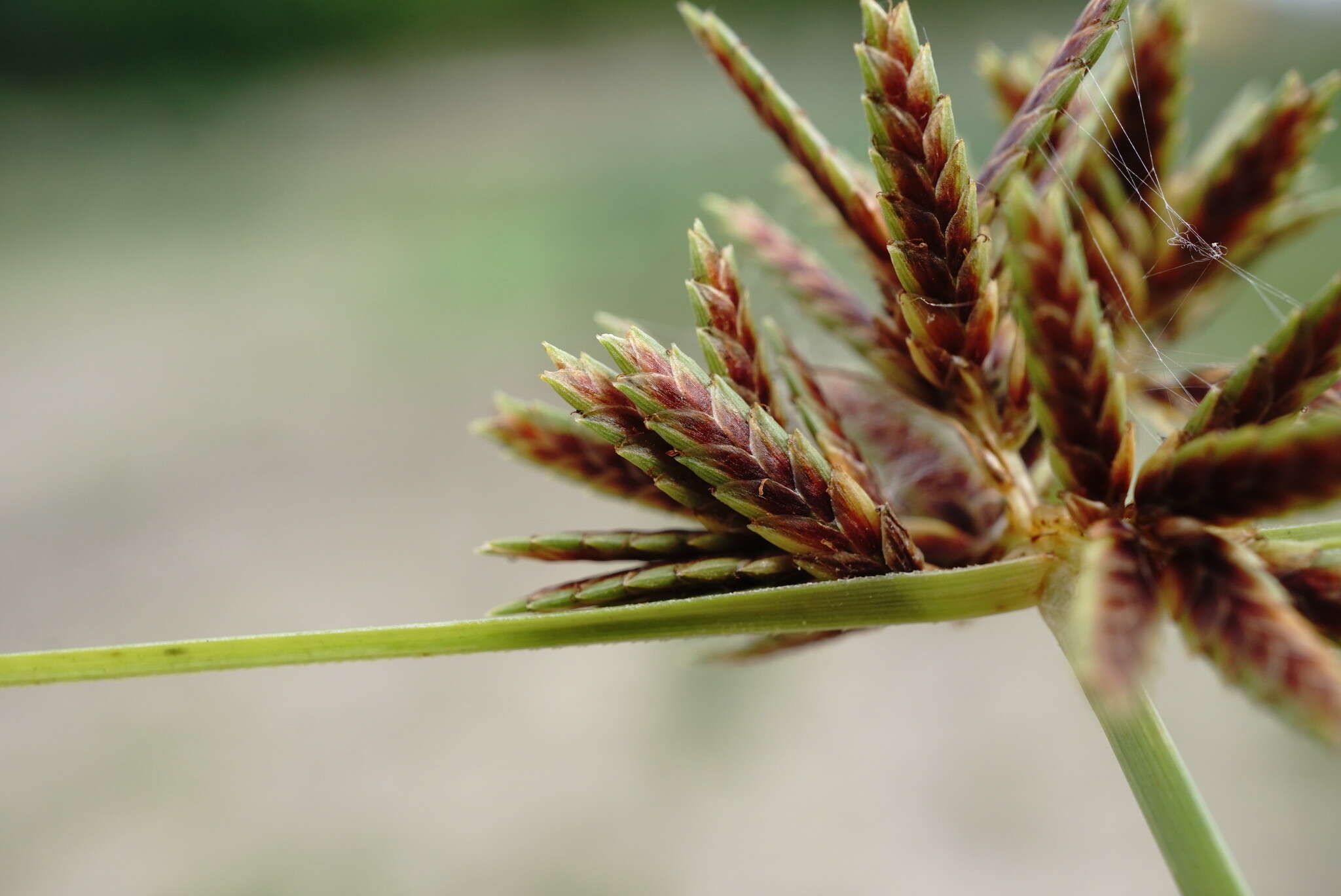 Image of Cyperus glaber L.