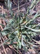 Image of Fendler's rockcress