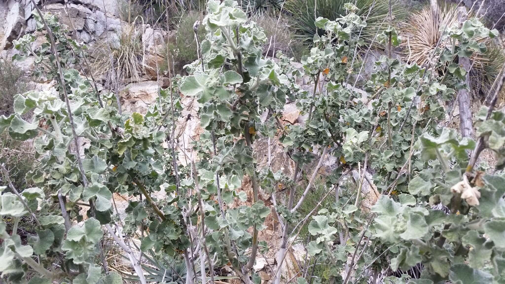 Image of Davidson's bushmallow