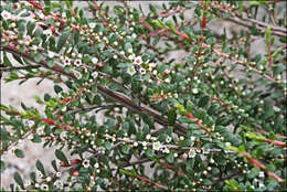 Thryptomene micrantha Hook. fil. resmi