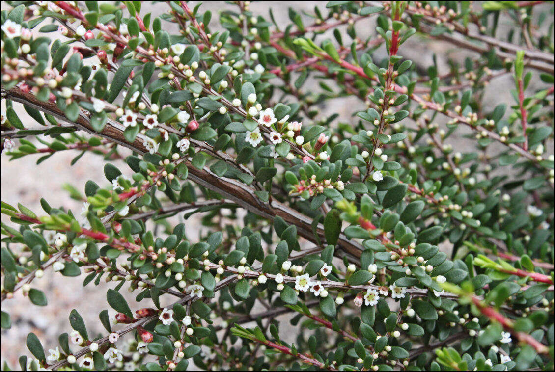 Thryptomene micrantha Hook. fil.的圖片