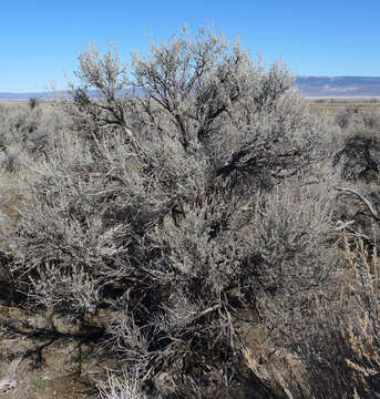 Imagem de Artemisia tridentata (Nutt.) W. A. Weber