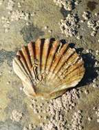 Image of Great Atlantic scallop