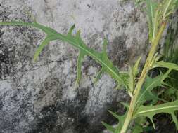 Image of Indian lettuce