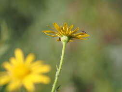 Слика од Jacobaea subalpina (W. D. J. Koch) Pelser & Veldkamp