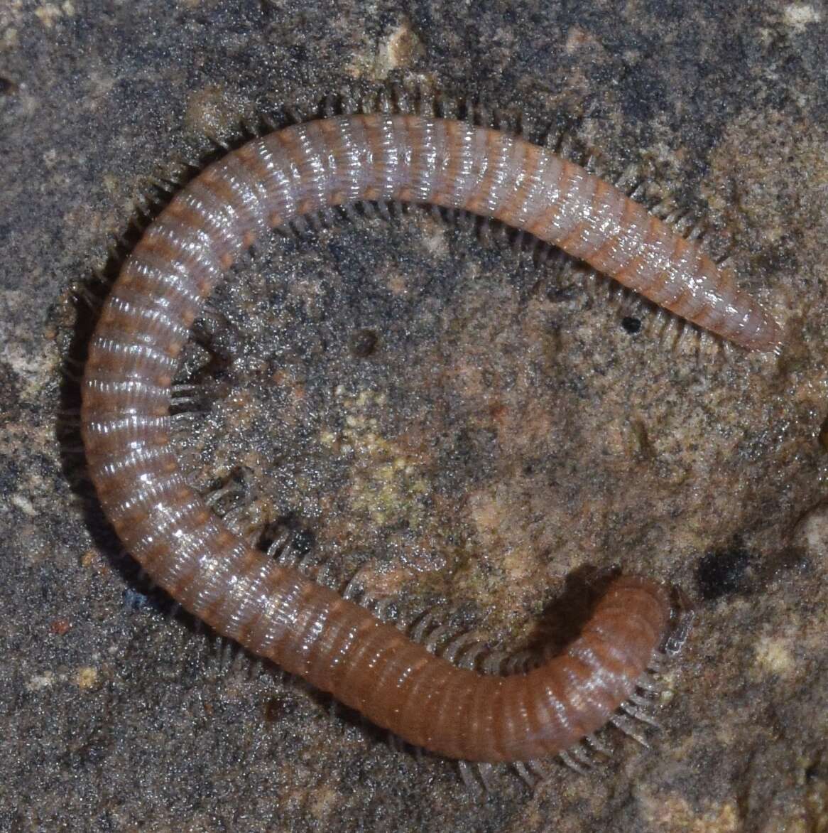 Image of Cyphocallipus excavatus Verhoeff 1909