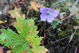 Imagem de Geranium erianthum DC.