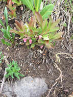 Image of dwarf bilberry