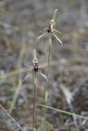 Image of Common dragon orchid