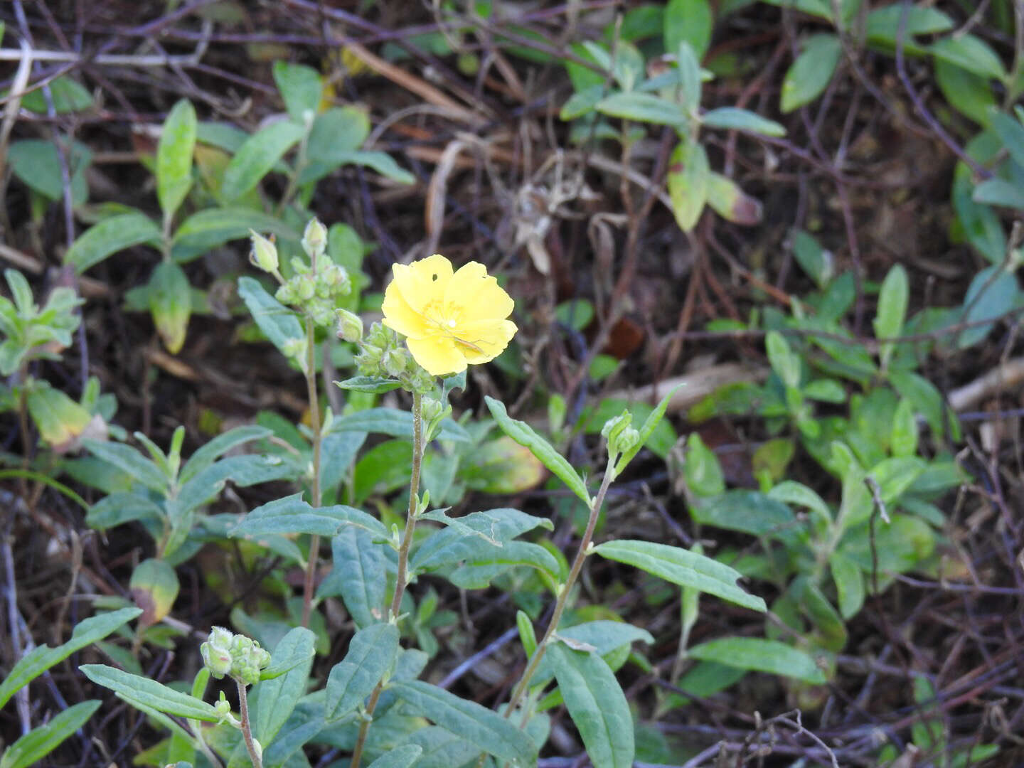 Image of pine barren frostweed