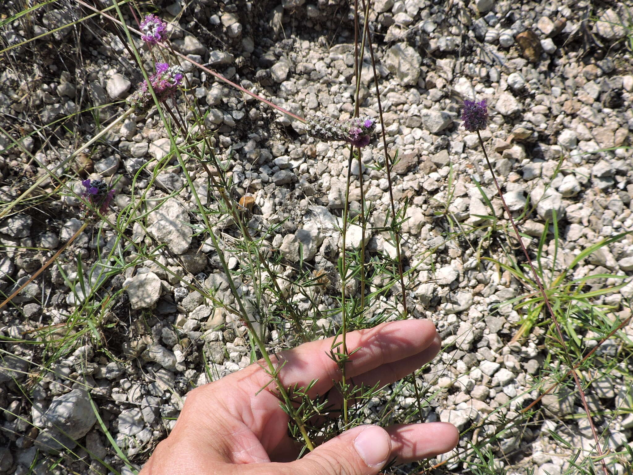 Sivun Dalea tenuis (J. M. Coult.) Shinners kuva