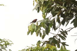 Image of Chestnut-breasted Negrofinch