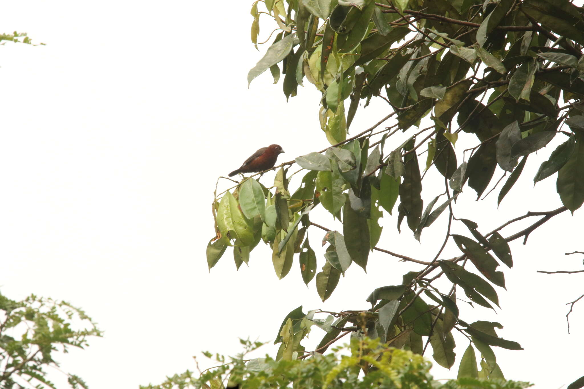 Image of Chestnut-breasted Negrofinch