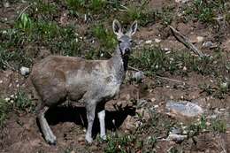 Image of Alpine Musk Deer