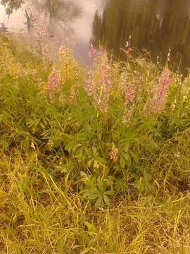 Image of big-leaved lupine