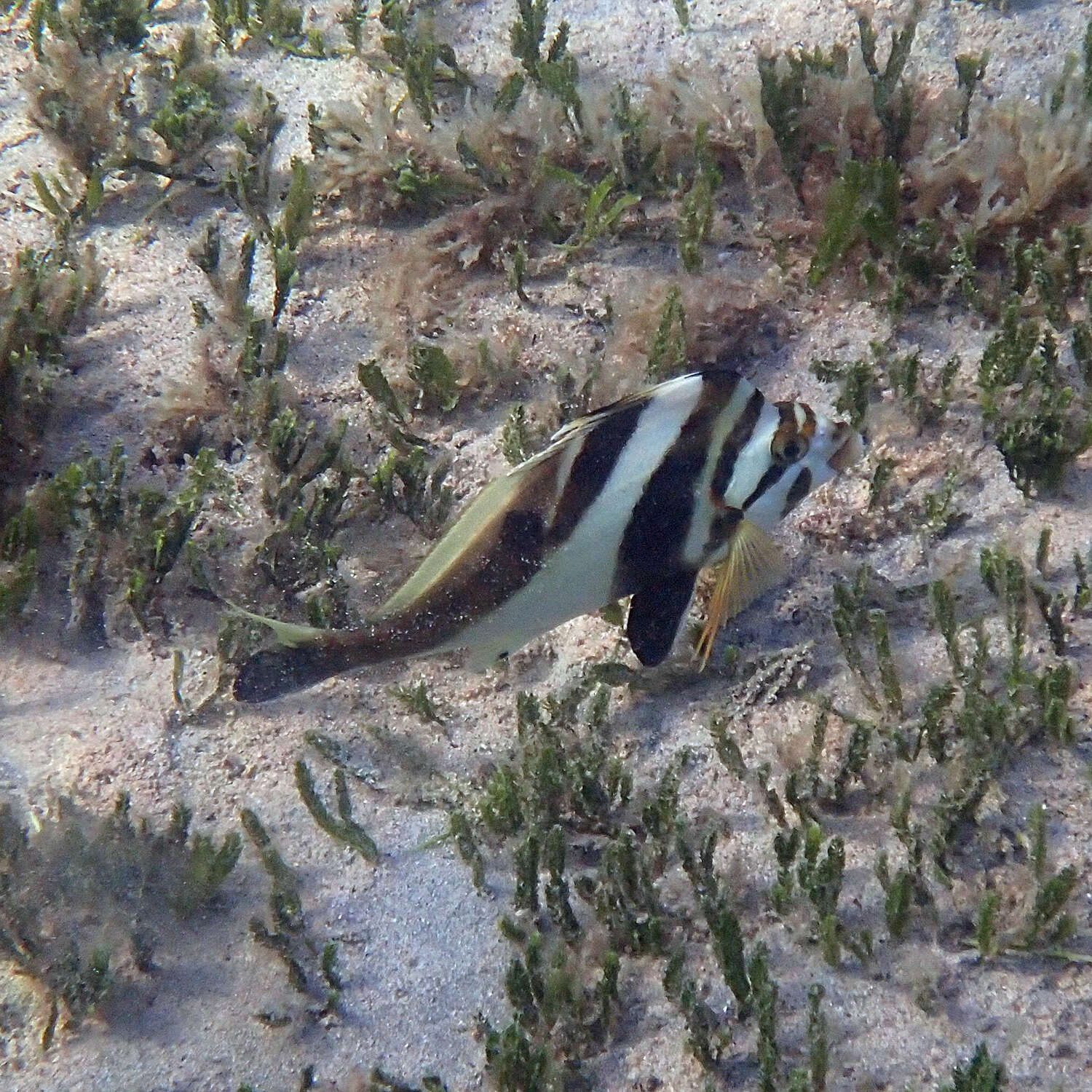 Image of Blacktip morwong