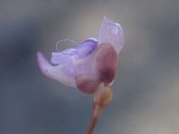 Image de Utricularia caerulea L.