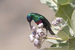 Image of Shining Sunbird