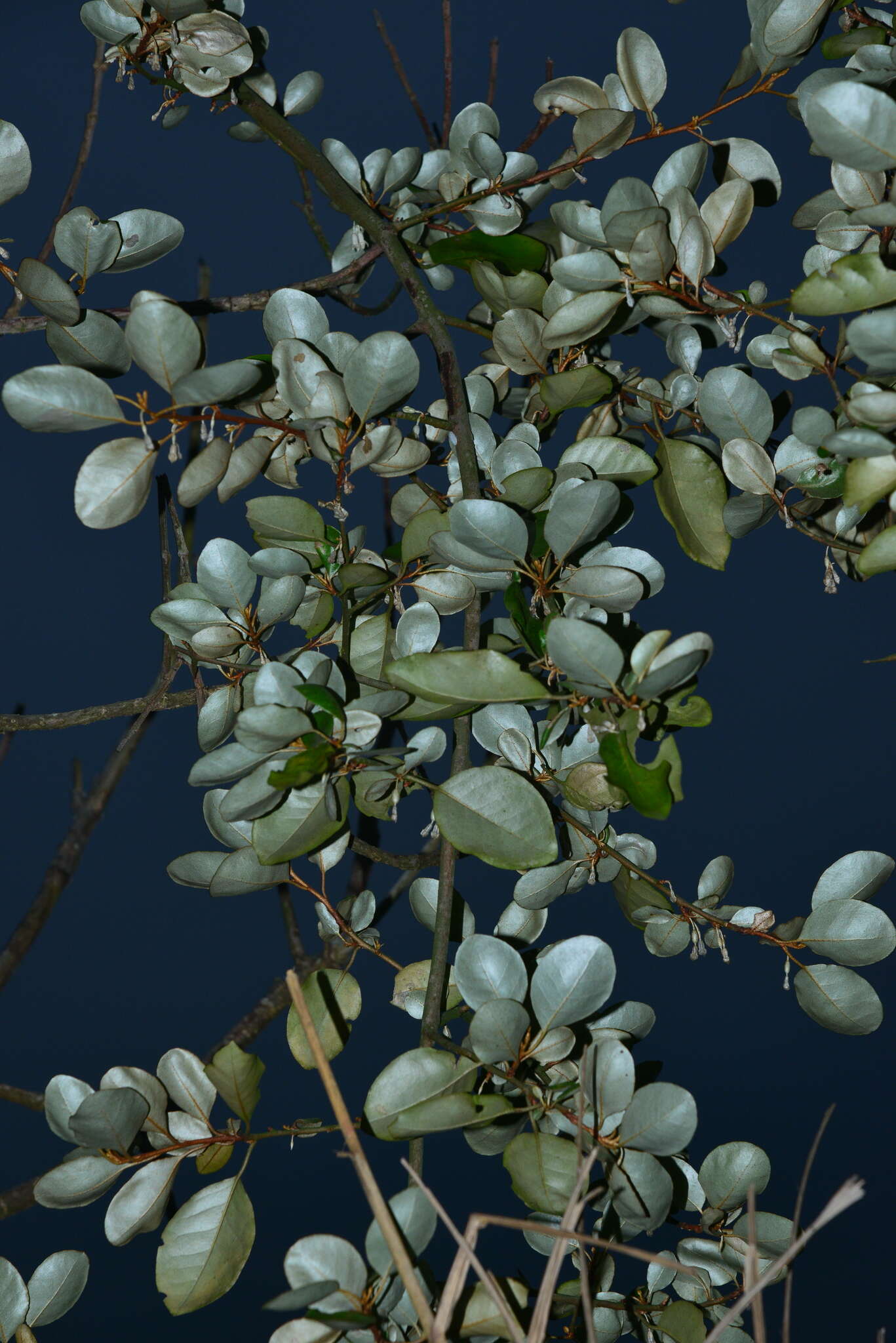 Image of Elaeagnus macrophylla Thunb.