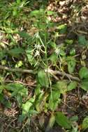 Bonatea polypodantha (Rchb. fil.) L. Bolus resmi