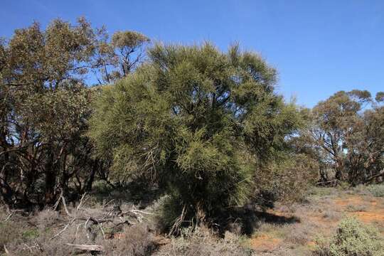 Image of Jointed Cherry