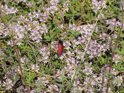 Plancia ëd Zygaena purpuralis Brünnich 1763