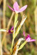 Image of Centaurium littorale subsp. compressum (Hayne) J. Kirschner