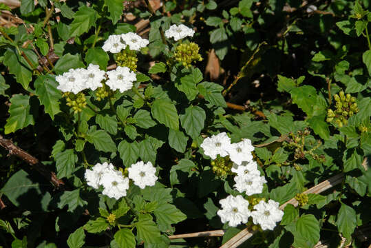 Image of Varronia serrata (L.) A. Borhidi