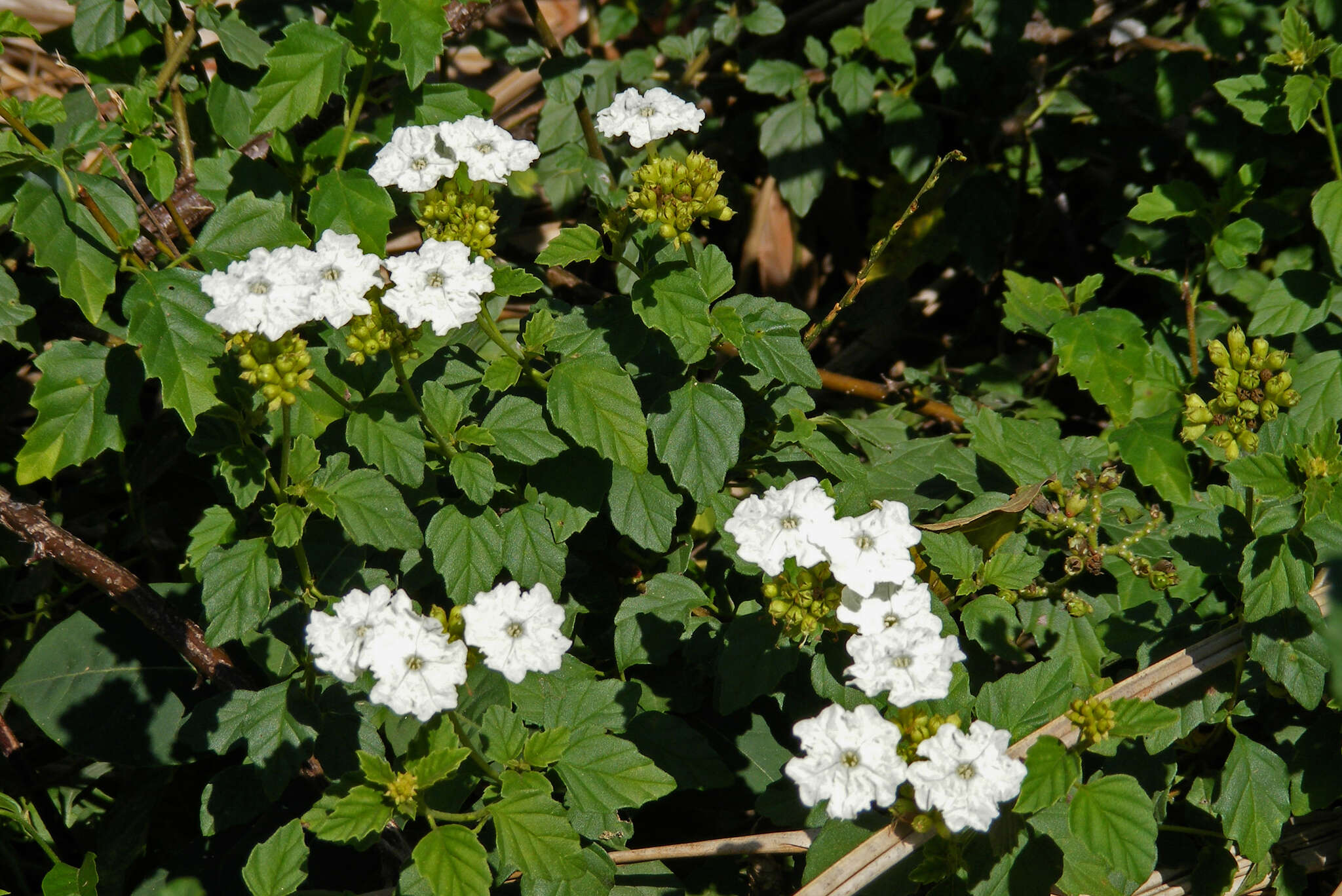 صورة Varronia serrata (L.) A. Borhidi