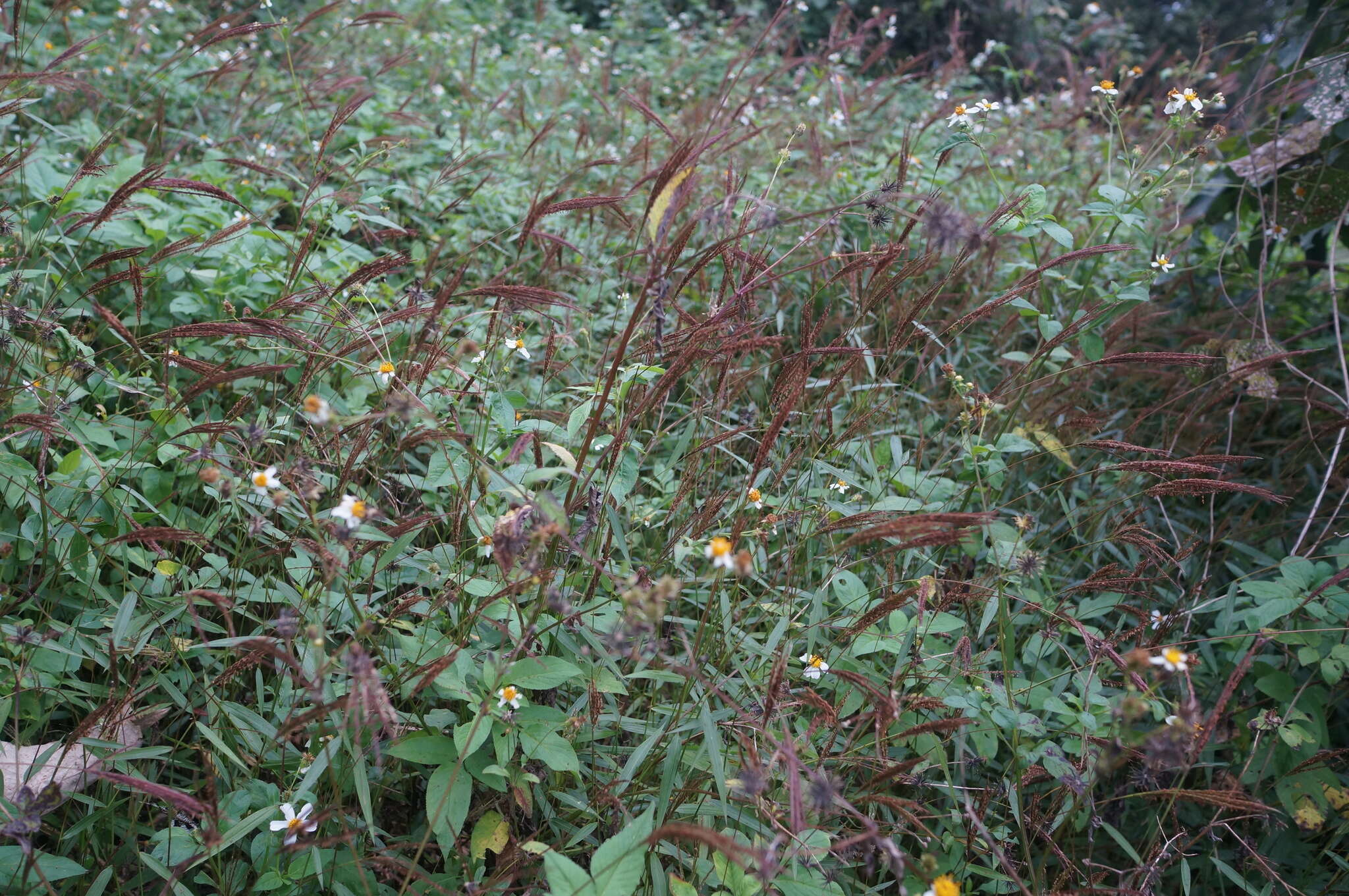 Image of Microstegium fasciculatum (L.) Henrard