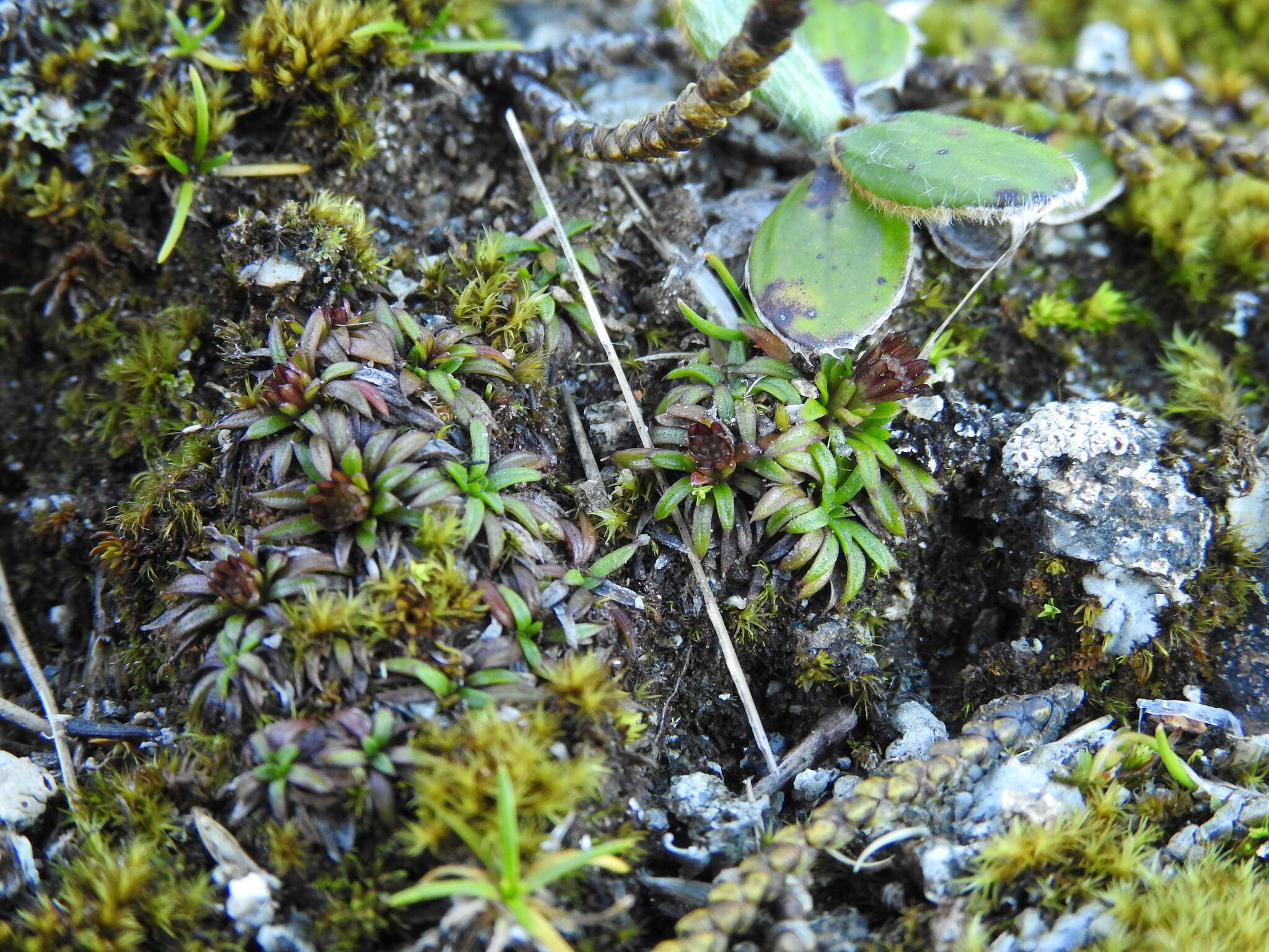 Image of Abrotanella pusilla (Hook. fil.) Hook. fil.