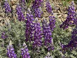 Image of silver lupine