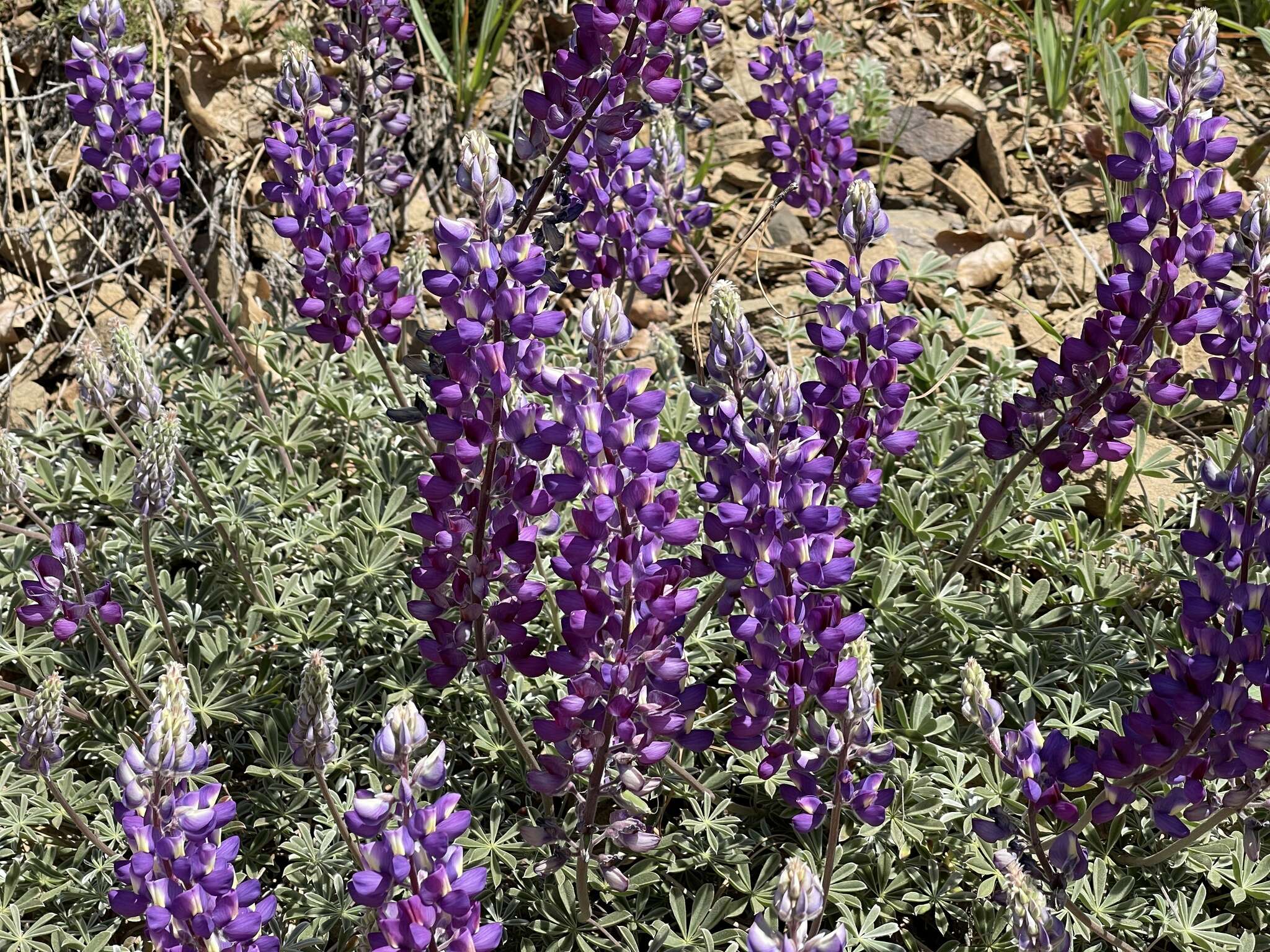 Image of silver lupine