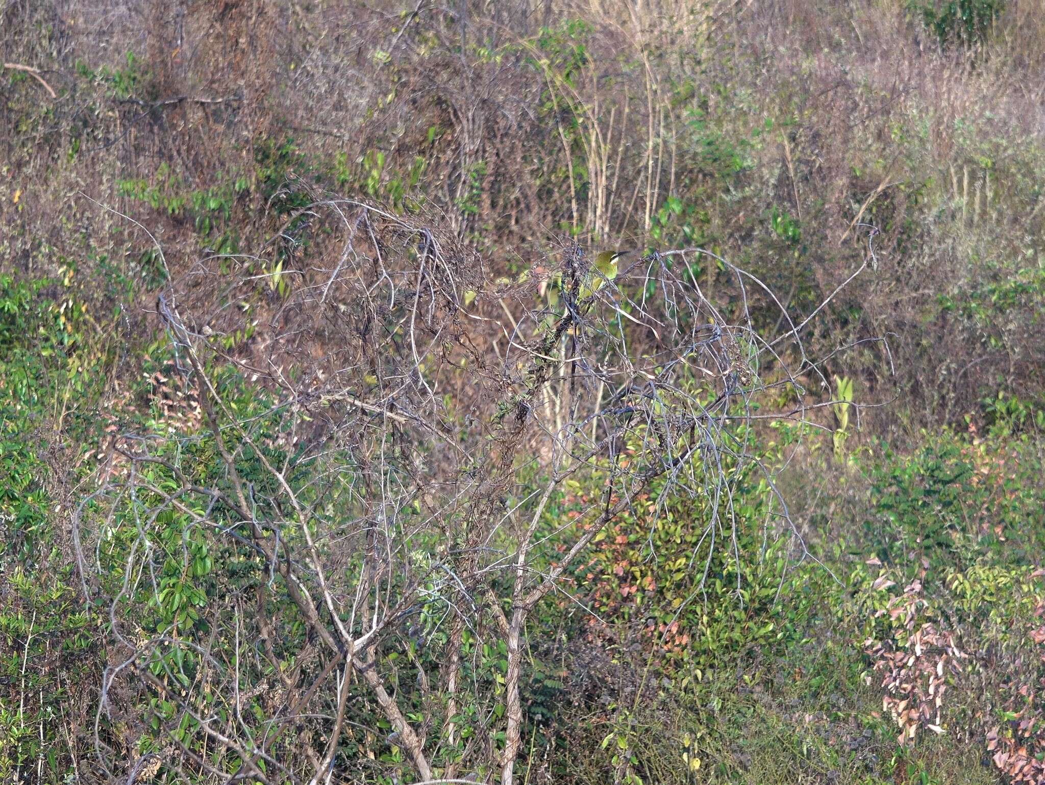 Image of Blue-cheeked Bee-eater