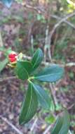 Image of Ternstroemia brasiliensis Cambess.