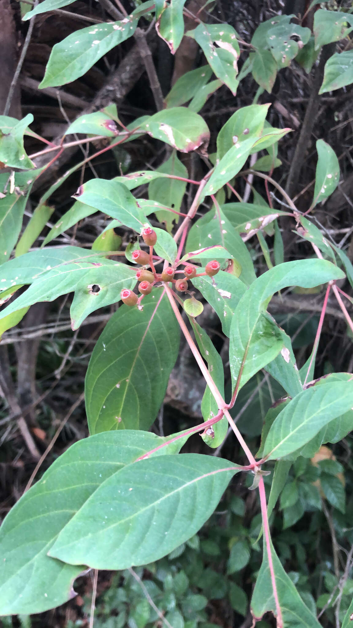 Image of Hamelia patens var. patens