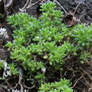 Image of Sedum nudum Ait.