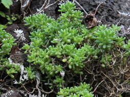 Image of Sedum nudum Ait.