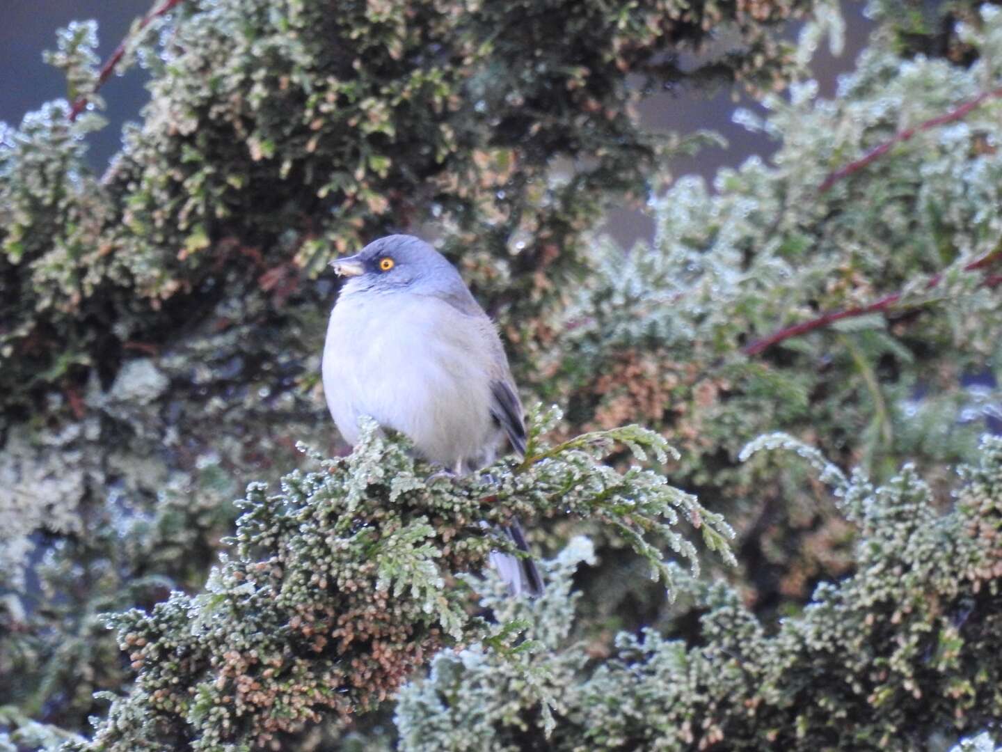 Image of Junco phaeonotus alticola Salvin 1863