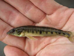 Image of Logperch