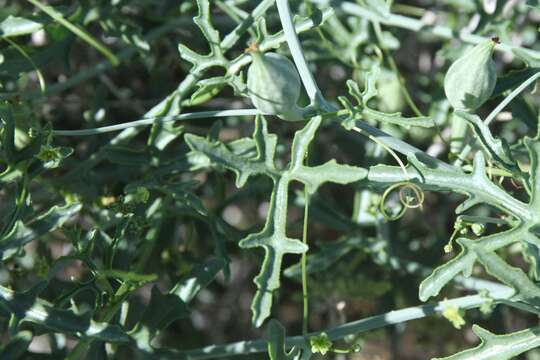 Image of Corallocarpus welwitschii (Naud.) Hook. fil.