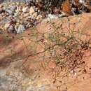 Image of Drimia intricata (Baker) J. C. Manning & Goldblatt