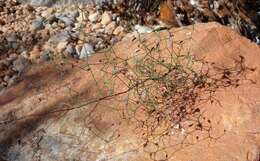 Image of Drimia intricata (Baker) J. C. Manning & Goldblatt