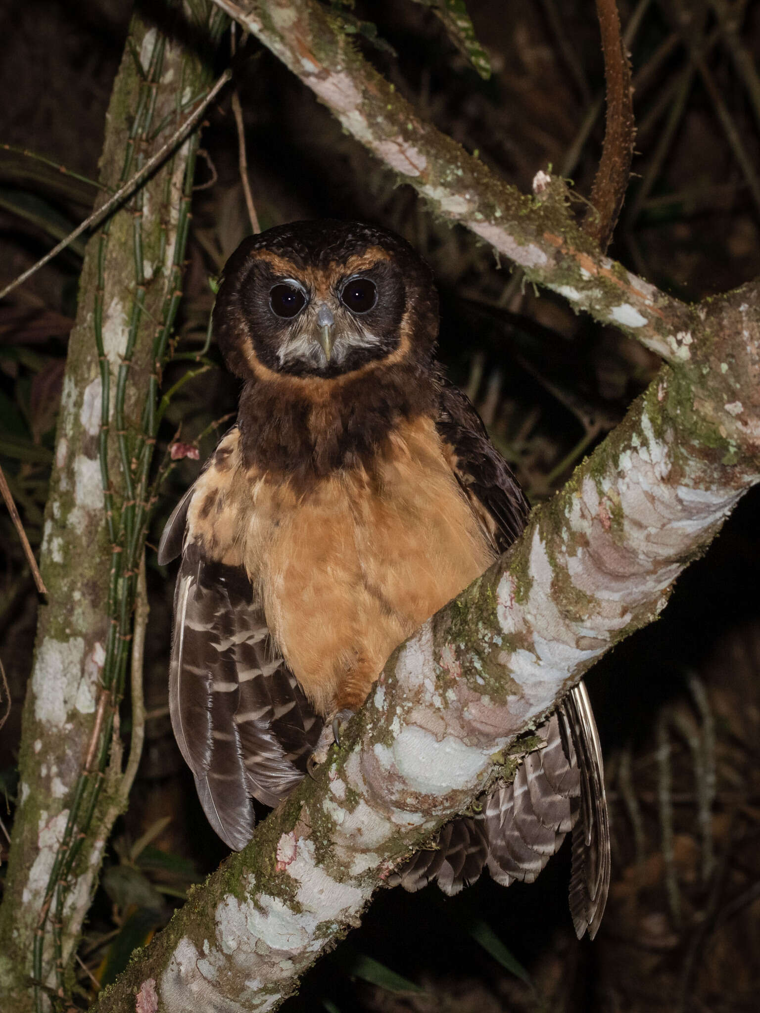 Image of Tawny-browed Owl