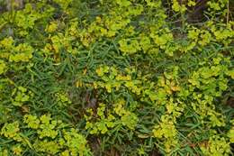 Image of Euphorbia paniculata Desf.